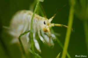 Tiny encounter (Nikkor 105mm + 10 diopter) by Raoul Caprez 